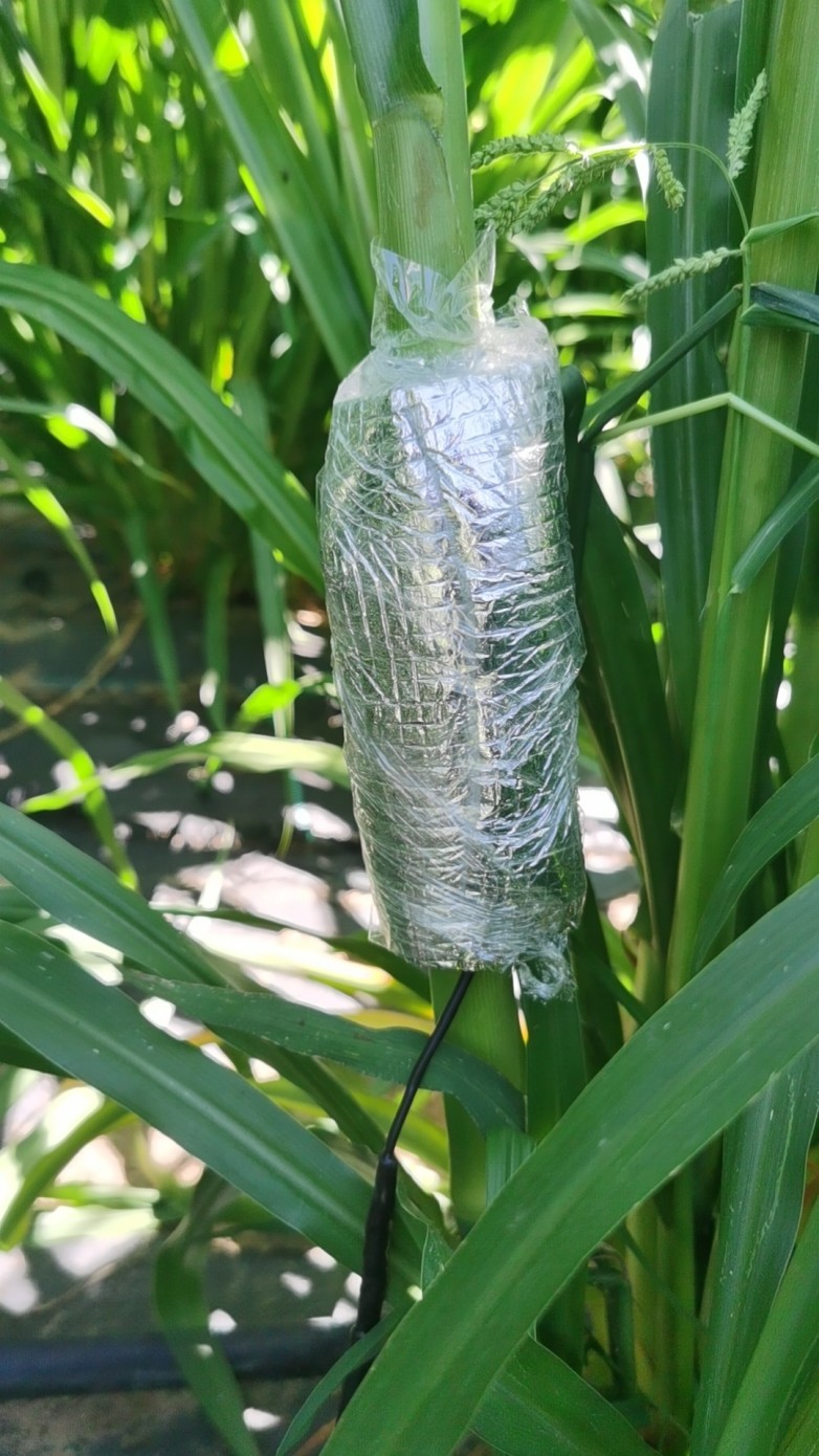 包裹式植物液流监测系统