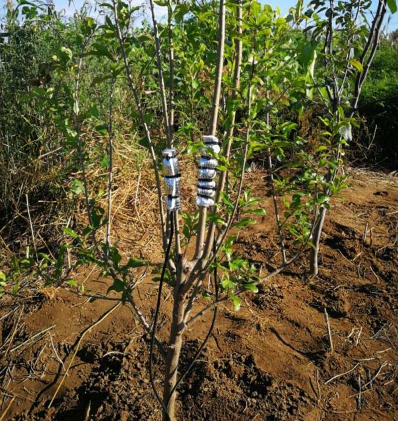 包裹式植物液流监测系统